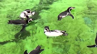 家族４人で1400円で楽しめる水族館！